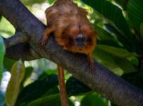 Golden lion tamarin perched on a branch amid Atlantic Forest foliage
