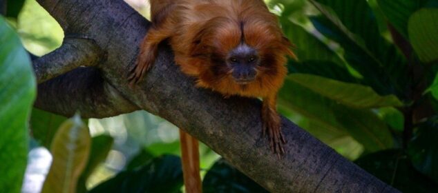 Golden lion tamarin perched on a branch amid Atlantic Forest foliage