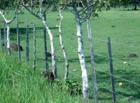 Living tree posts support a wire fence beside a green pasture