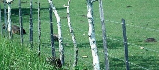 Living tree posts support a wire fence beside a green pasture